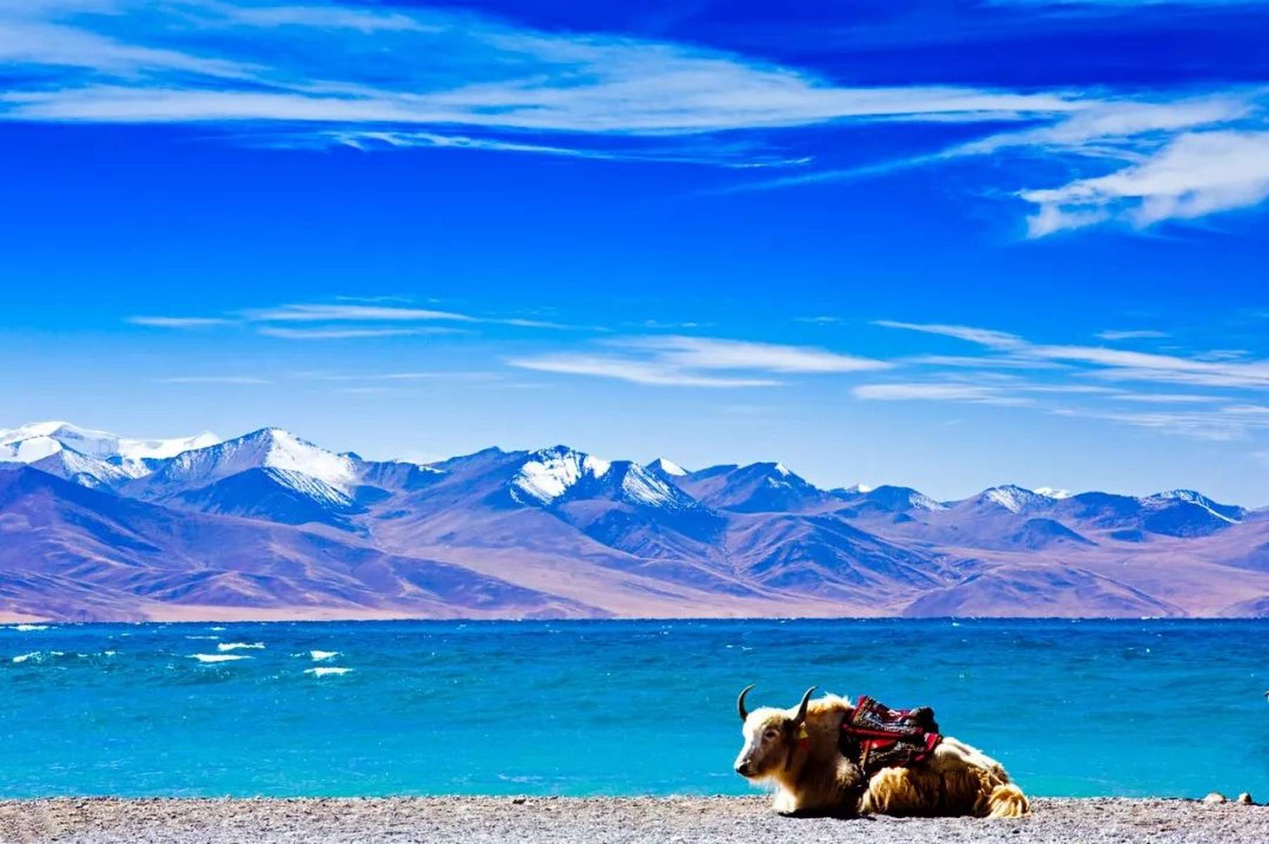 西藏，历史、文化与自然环境的深度探索