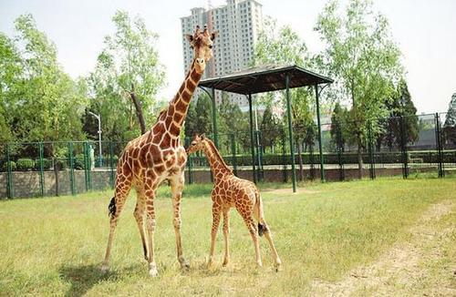 太原，探寻古韵与现代交融的山西名城